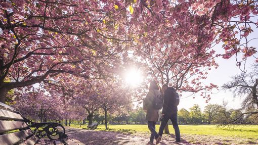 Two people walking down a park path covered with pink petals