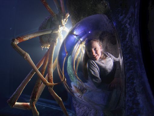 SEA LIFE and LEGOLAND Discovery Centre Manchester combo ticket _ Merlin _ Sea Life 3 _ crab