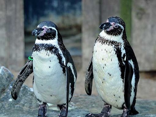 Two penguins walk next to each other at Sea Life Great Yarmouth
