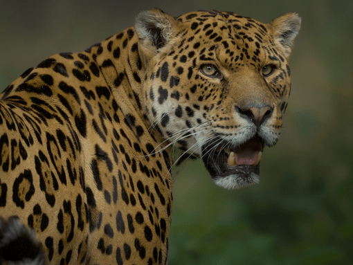 A beautiful female tiger looks to the side with a stare and a sleek frame