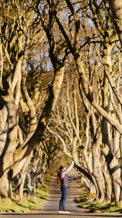 People walking on path between tall intertwined trees