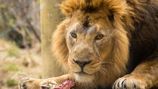 lion