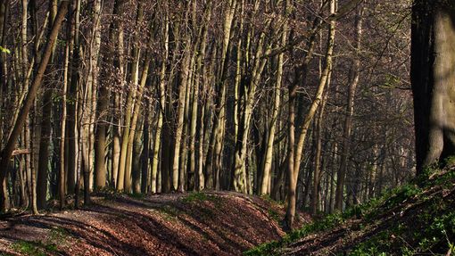 Ashridge_Wood