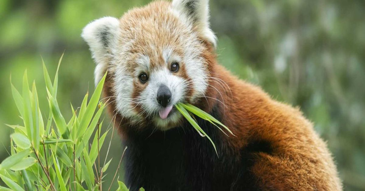 Belfast Zoo VisitBritain