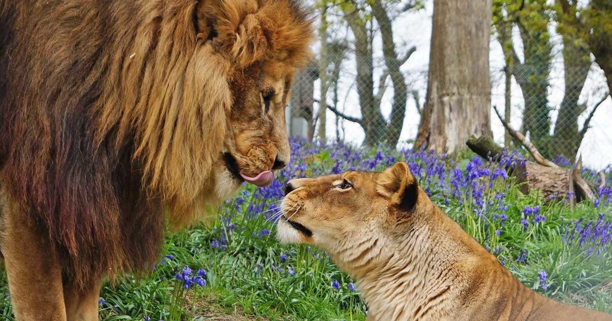 Buy Dartmoor Zoological Park tickets, UK VisitBritain