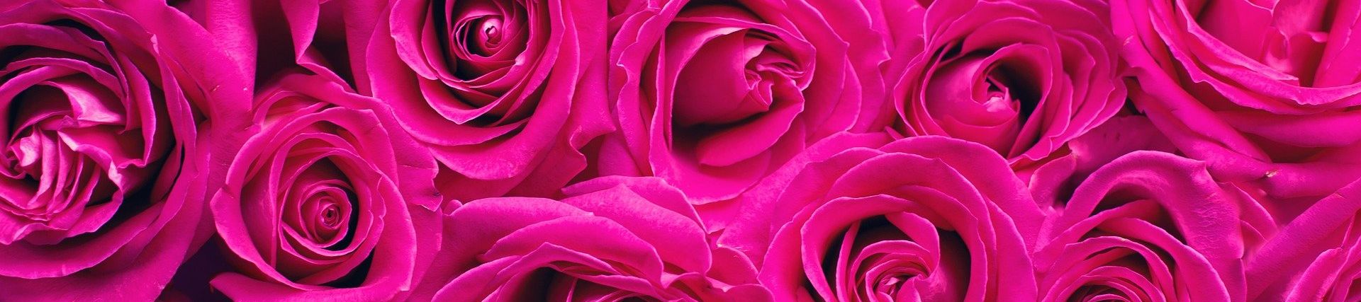 bed_of_roses