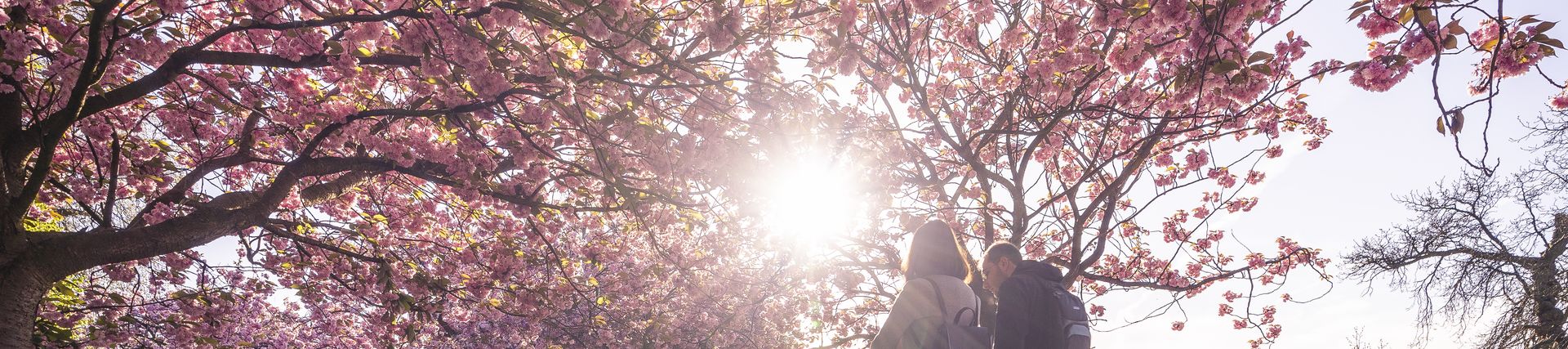 Two people walking down a park path covered with pink petals