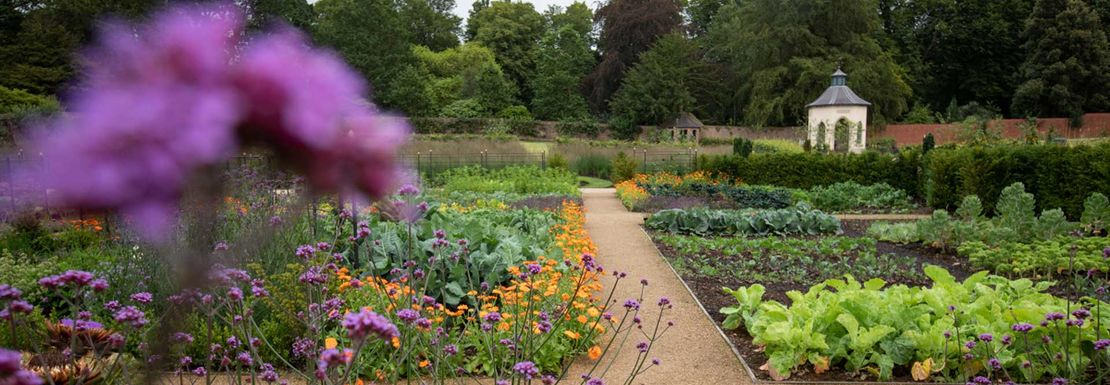 Hillsborough garden flowers