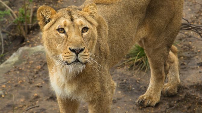 London Zoo