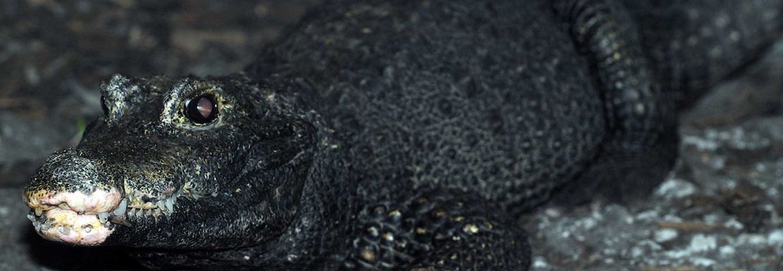 crocodile
