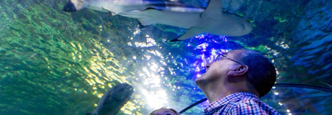 SEA LIFE Loch Lomond VisitBritain sea-life-loch-lomond-visitbritain