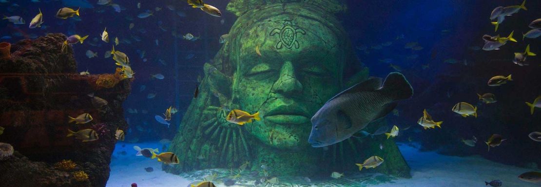 manchester aquarium