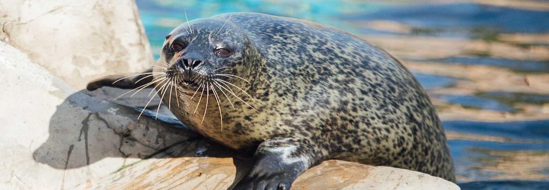 seal