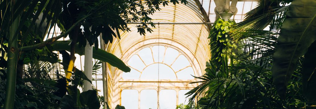 tropical_plants_in_kew_gardens_greenhouse