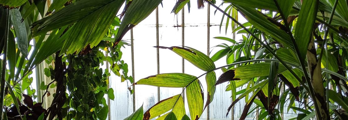 tropical_plant_leaves_in_front_of_a_window_in_kew_gardens_greenhouse