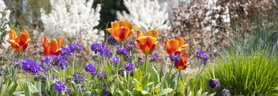 Hillsborough Gardens