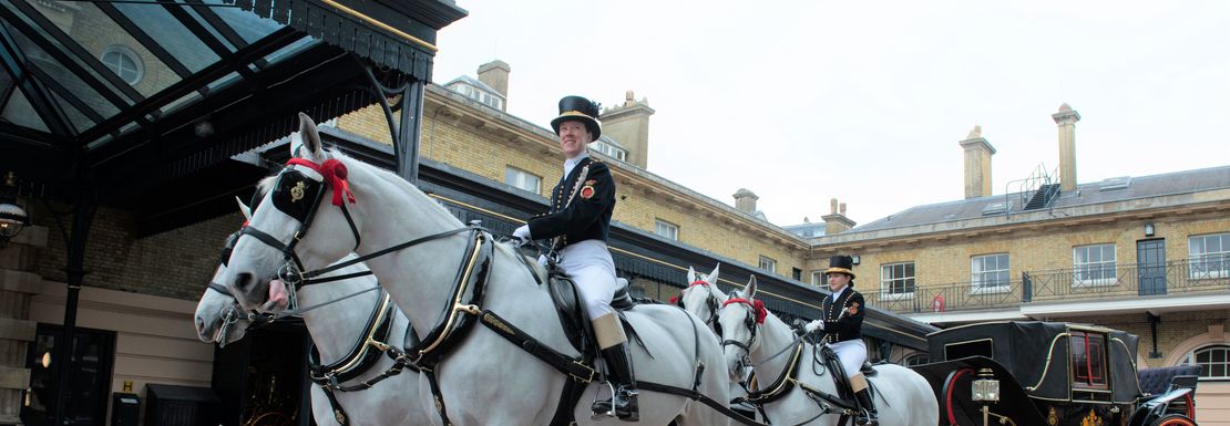 Windsor grey horses with carriage at The Royal Mews
