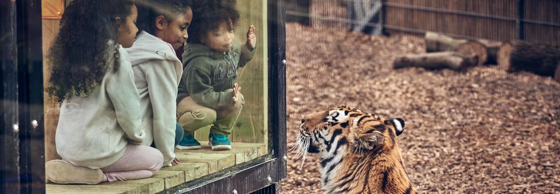 Land of the Tigers at Chessington World of Adventures Resort