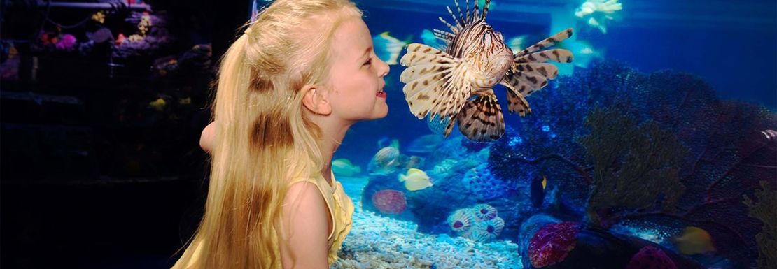 Young girl looking at underwater creature at SEA LIFE London Aquarium