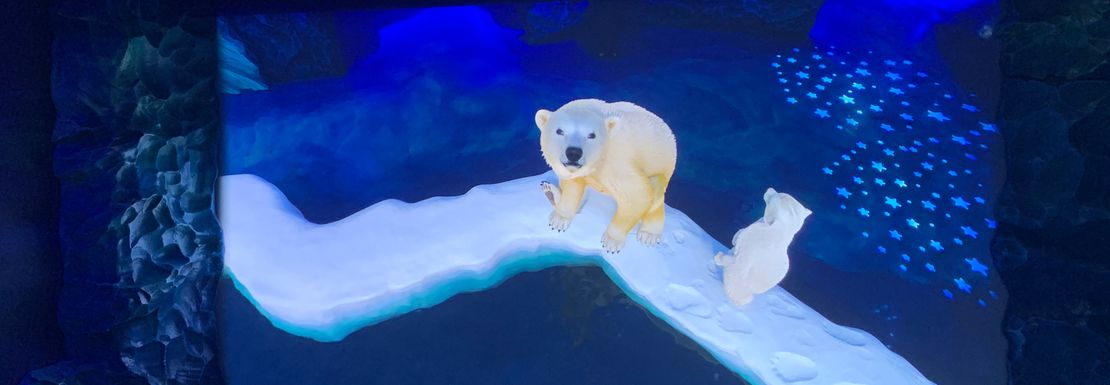 Polar bear on screen at SEA LIFE London Aquarium