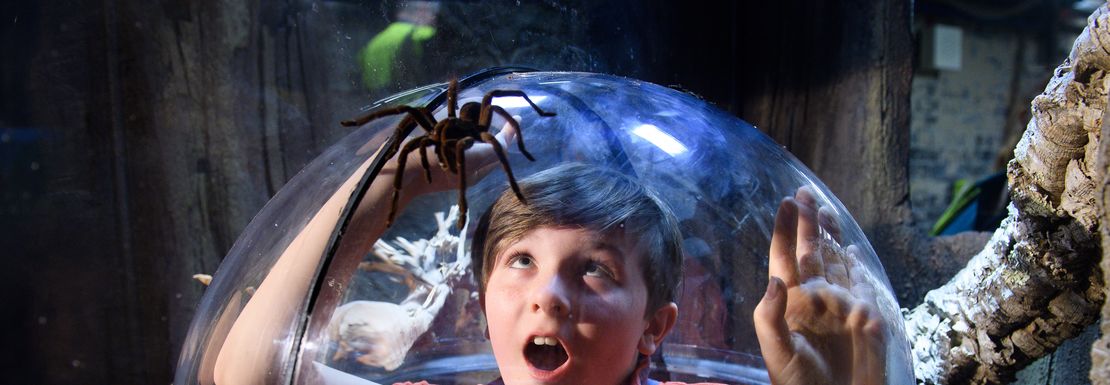 Young boy staring mouth wide open at a big spider at SEA LIFE London Aquarium