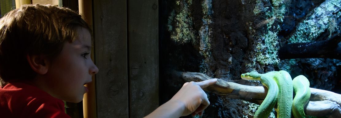 Young boy pointing at a snake through glass window at SEA LIFE London Aquarium