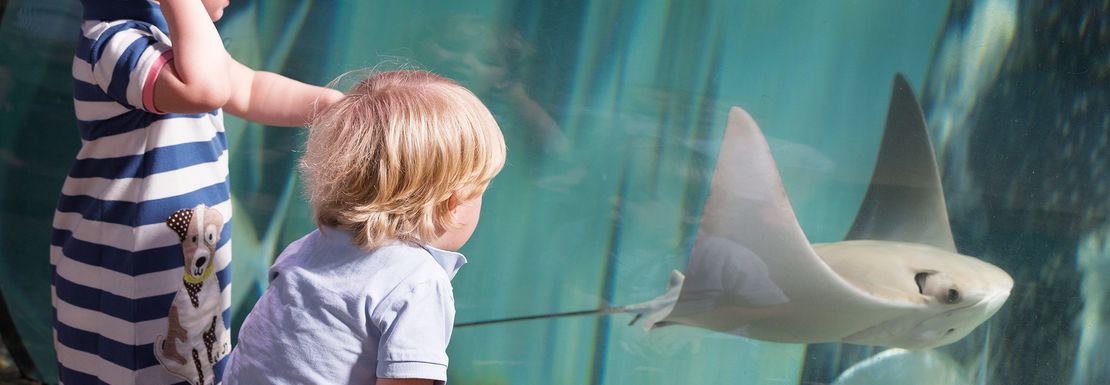 Children pointing at shark at SEA LIFE London Aquarium