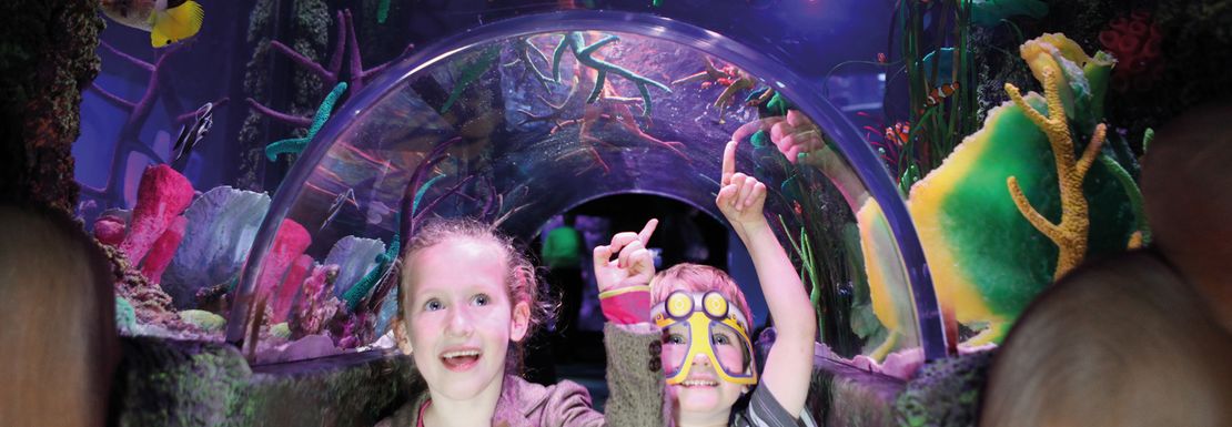 Children walking under glass viewing platforms at SEA LIFE London Aquarium