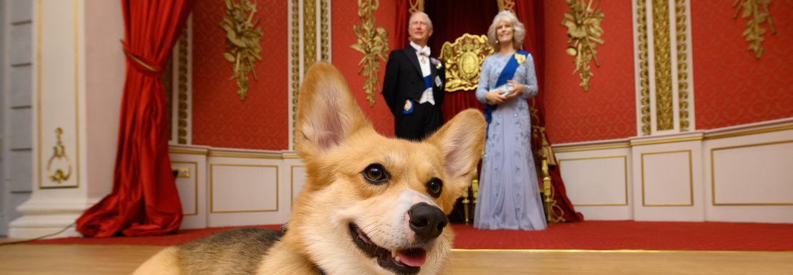 Corgi in front of King Charles and Camilla at Madame Tussauds