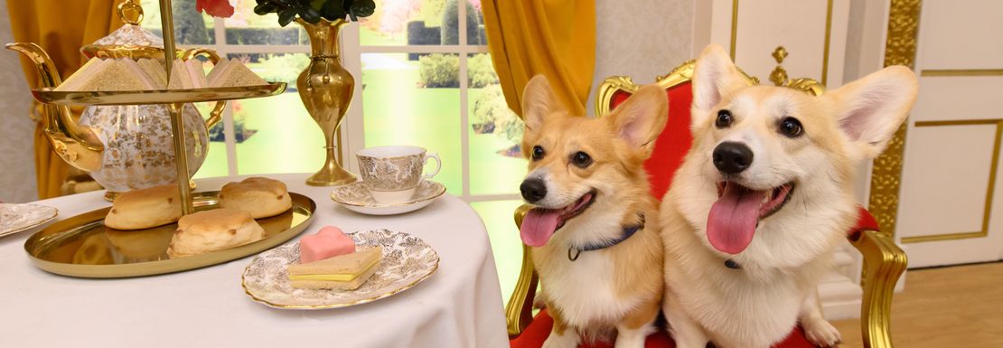 Corgis at a coronation table with food for the coronation of King Charles