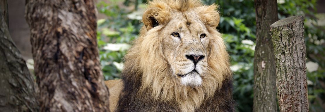 A majestic lion resting and staring at the horizon at the ZSL London Zoo _ Golden Tours