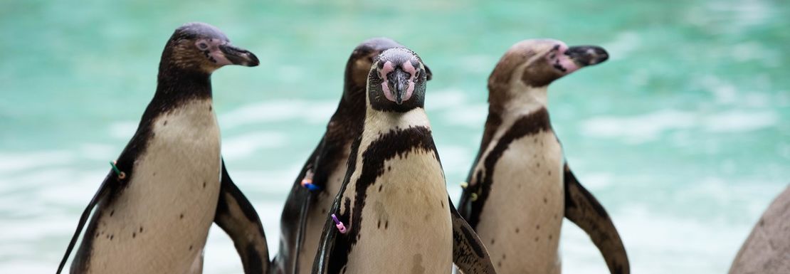 Four penguins stepping out of the zoo's aquarium at the ZSL London Zoo