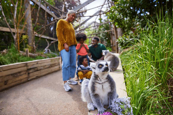Lemurs share the path with visitors to the London Zoo next to blooming flowers