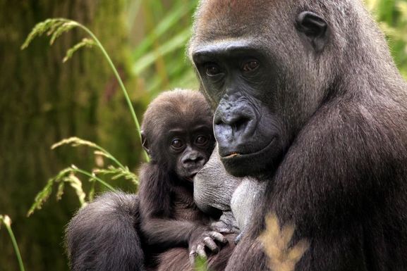 At the London Zoo a gorilla holds a small baby gorilla in a touching image