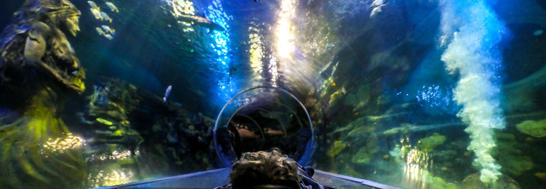 Legoland and SEA LIFE Birmingham _ Merlin 15 _ SEA LIFE accessible visit