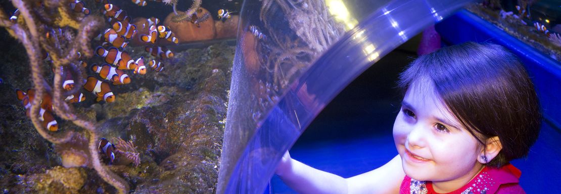 Legoland and SEA LIFE Birmingham _ Merlin 16