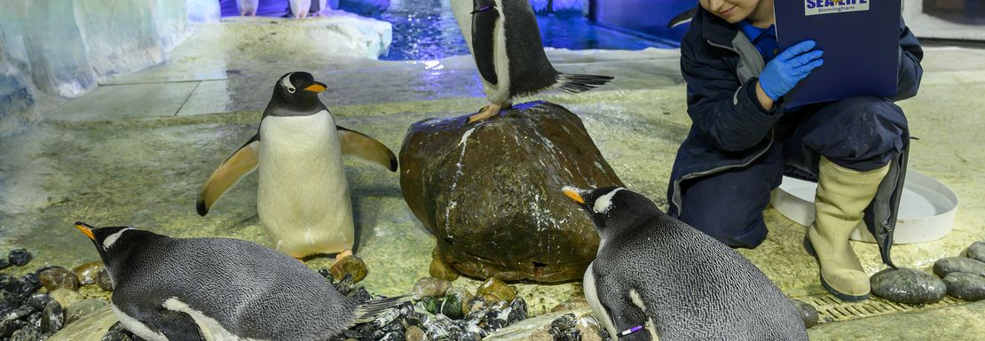 Legoland and SEA LIFE Birmingham _ Merlin _ 13 _ Baby Penguin at the National Sea Life Centre Birmingham.