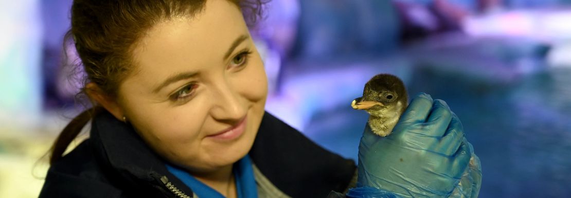 Legoland and SEA LIFE Birmingham _ Merlin _ 14 _ Baby penguin with Aquarist, Faye Lane, at the National Sea Life Centre