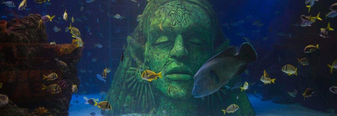 SEA LIFE and LEGOLAND Discovery Centre Manchester combo ticket _ Merlin _ Sea Life 4 _ Napoleon wrasse