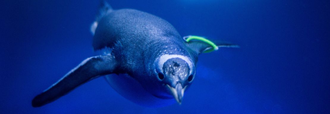 A diving penguin swims in the dark blue water at SEA LIFE London Aquarium