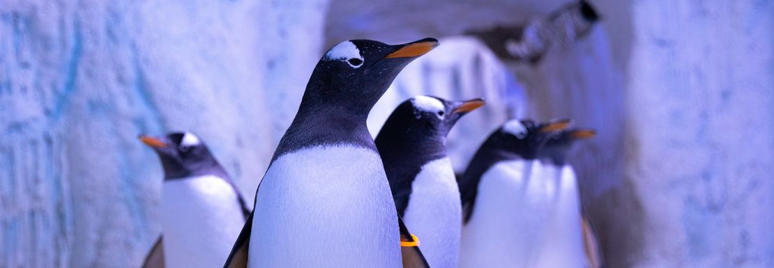 A penguin stands tall as he leads a group along the snowy path next to a pool of water