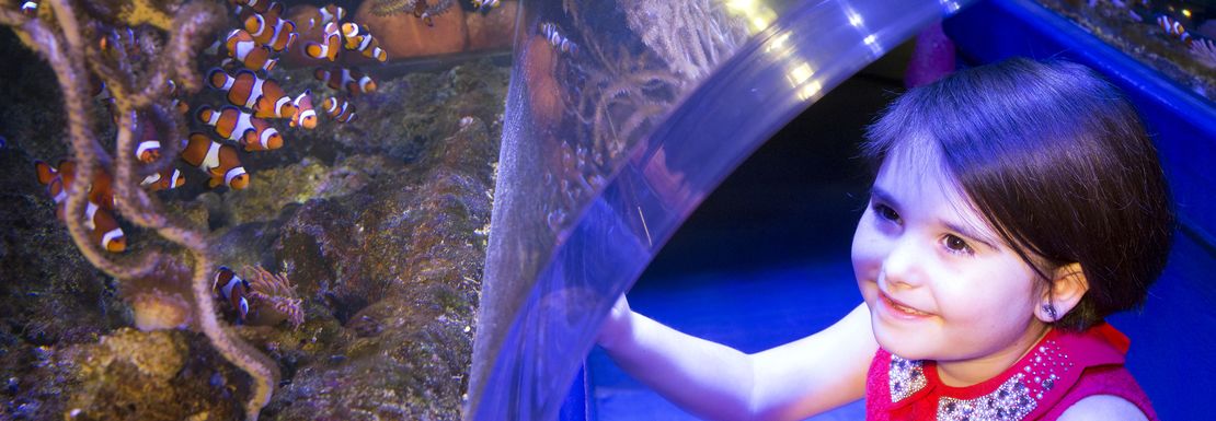 A very young girl smiles as she sees sealife above her in the aquarium tunnel.