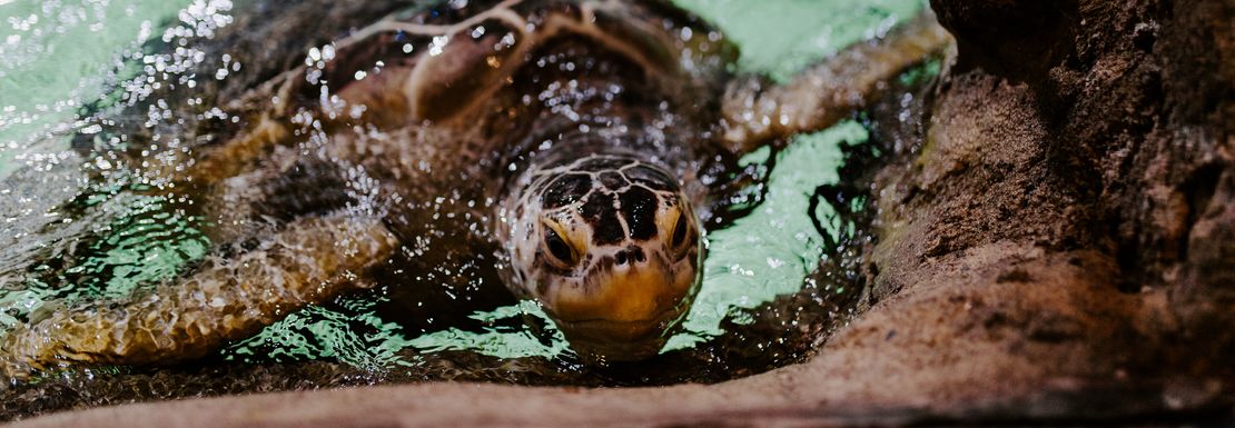 A turtle swims up to the water's edge and is close enough to reach out and touch