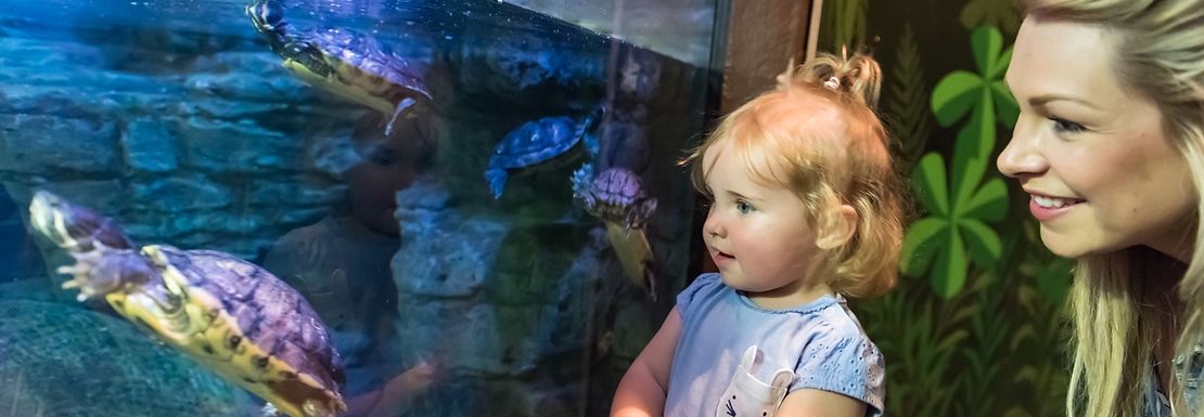 A mother and young girl look happily at a turtle swimming