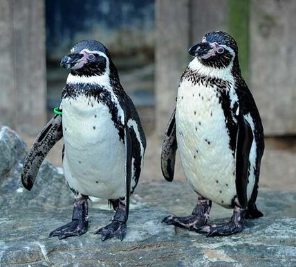 Two penguins walk next to each other at Sea Life Great Yarmouth
