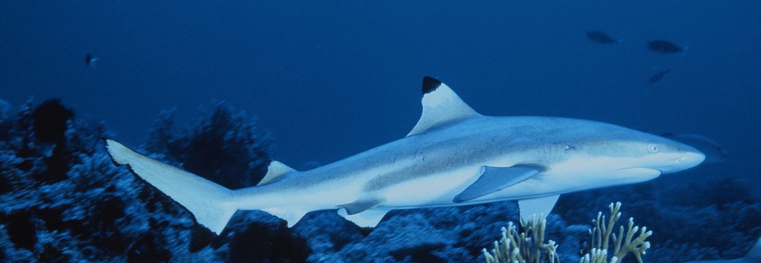 A shark swims along in the deep blue aquarium tank
