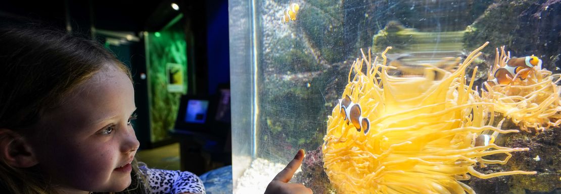 A young girl looks on to an aquarium and yellow sea life within it.