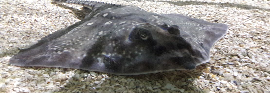 A ray floats up in shallow water to viewers at Sea Life Great Yarmouth