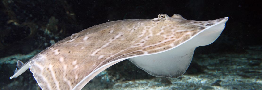 A ray swims under the water in a fresh clean aquarium at Sea Life Great Yarmouth