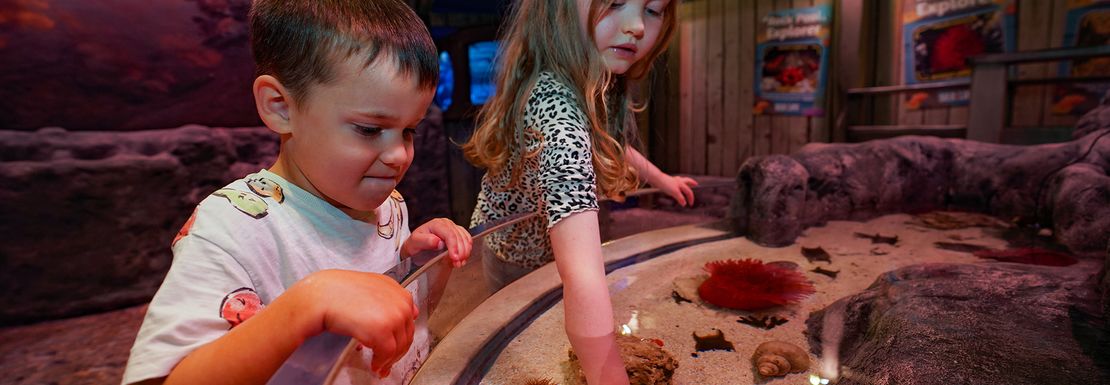 The rockpool at Seal Life Great Yarmouth is great fun for children to be hands on